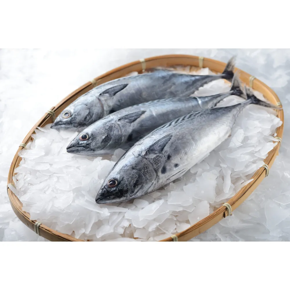 Ice maker SC1.5TN-S, 1500kg/24h